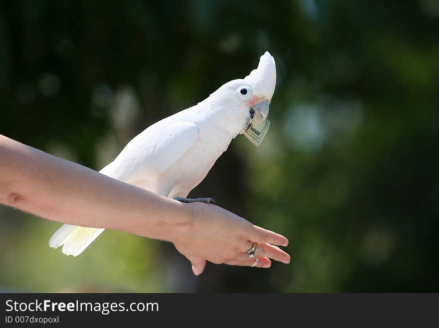 Goffin s Cockatoo with dollar bill