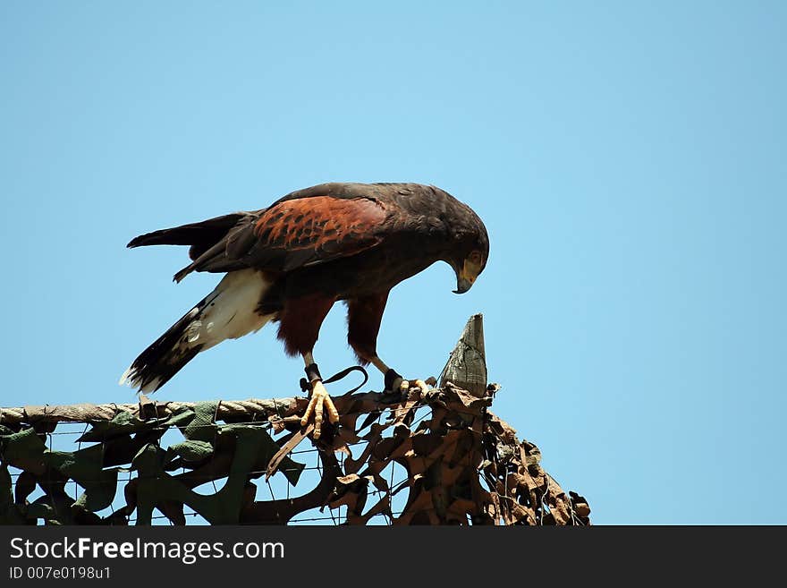 Harris s hawk on a fence