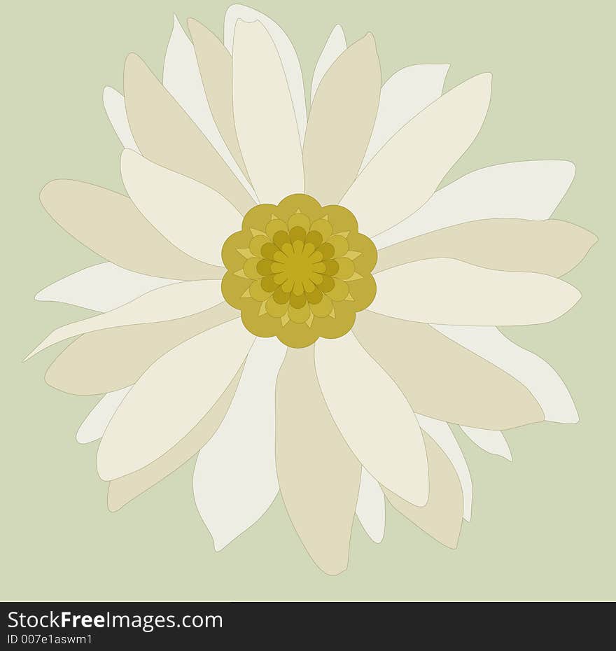 Camomile