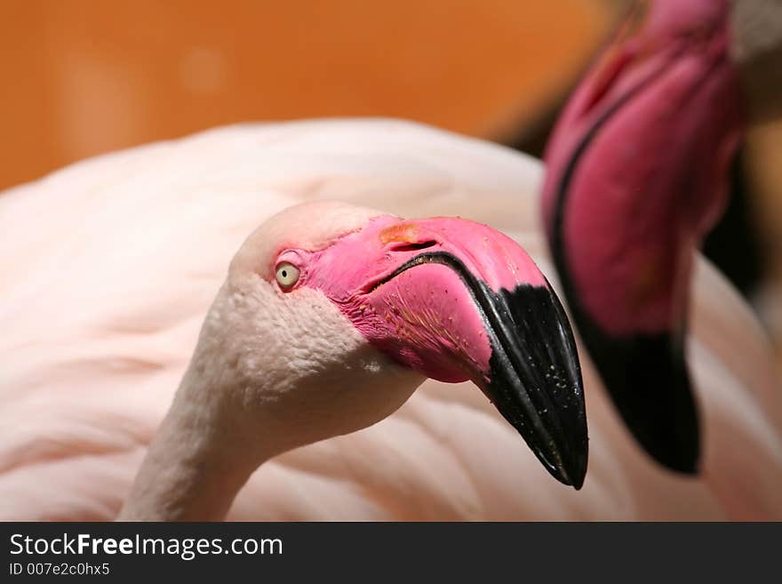 Flamingo kissing