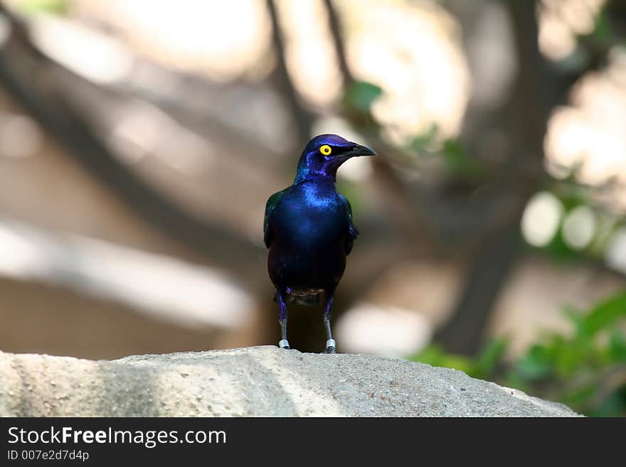 Blue-eared glossy Starling looking left , Lamprotornis