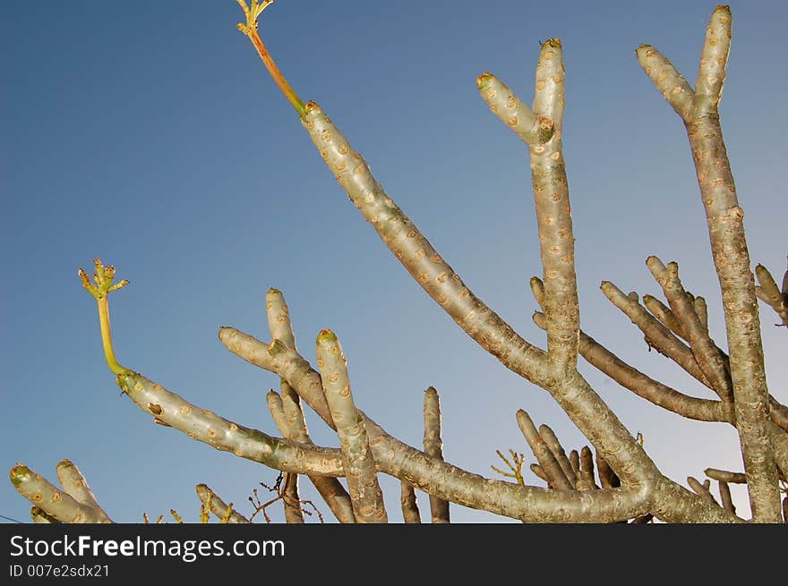 Bare limbed Frangepani tree with bright blue sky behind with new leaves. Bare limbed Frangepani tree with bright blue sky behind with new leaves