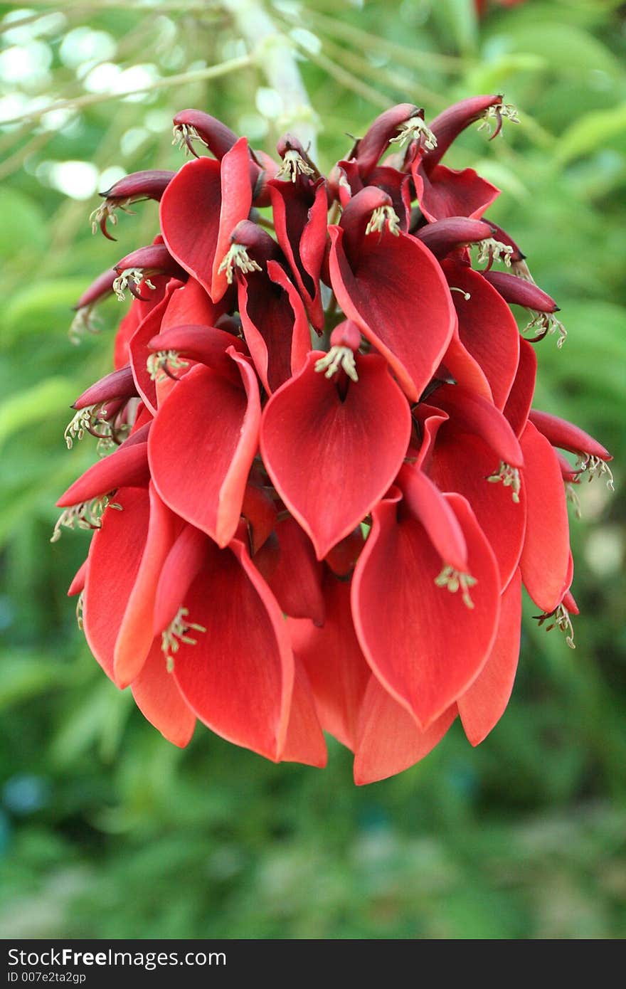 Cockspur Coral Tree