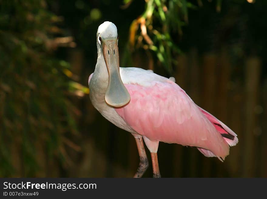 Roseate Spoonbill face, Platalea ajaja