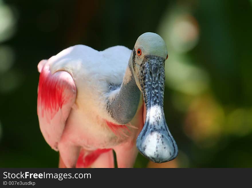 Roseate Spoonbill, Platalea ajaja. Roseate Spoonbill, Platalea ajaja