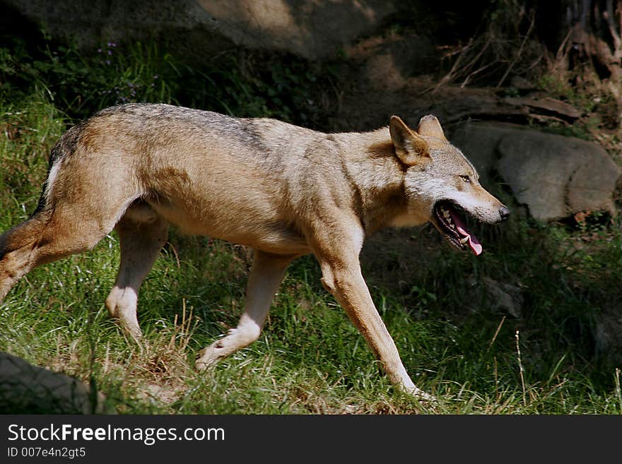 Portrait of a wolf running