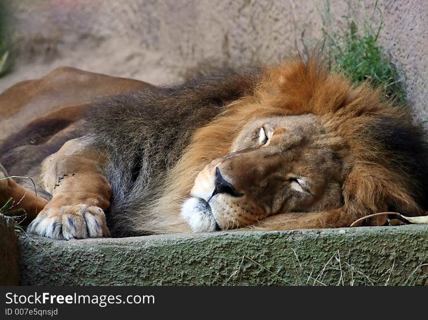 Lion sleping