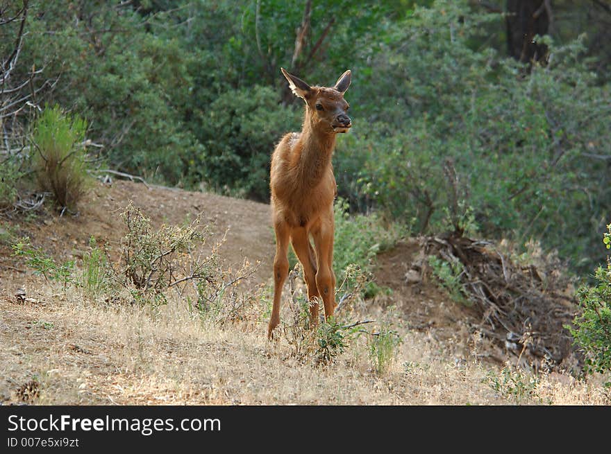 Baby Elk