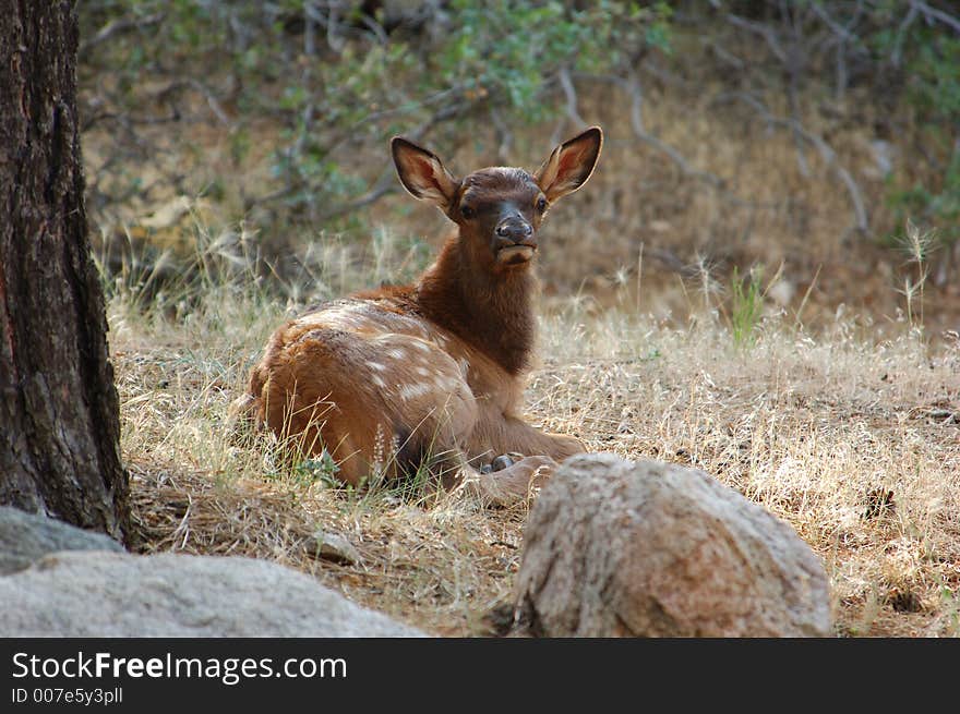 Baby Elk