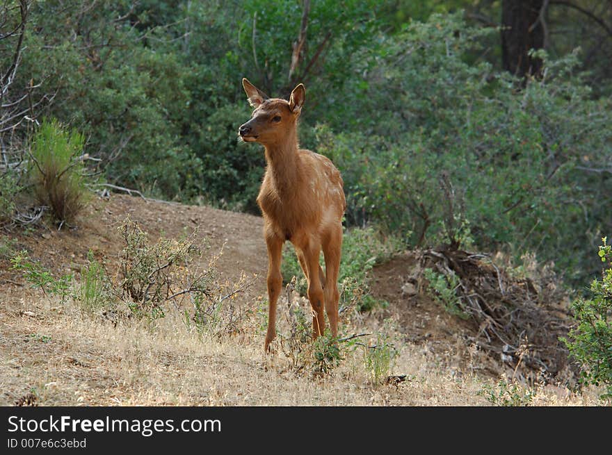 Baby Elk