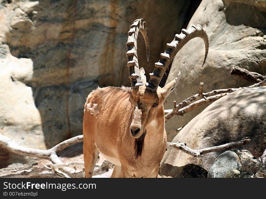 Male nubian ibex, Capra nubiana