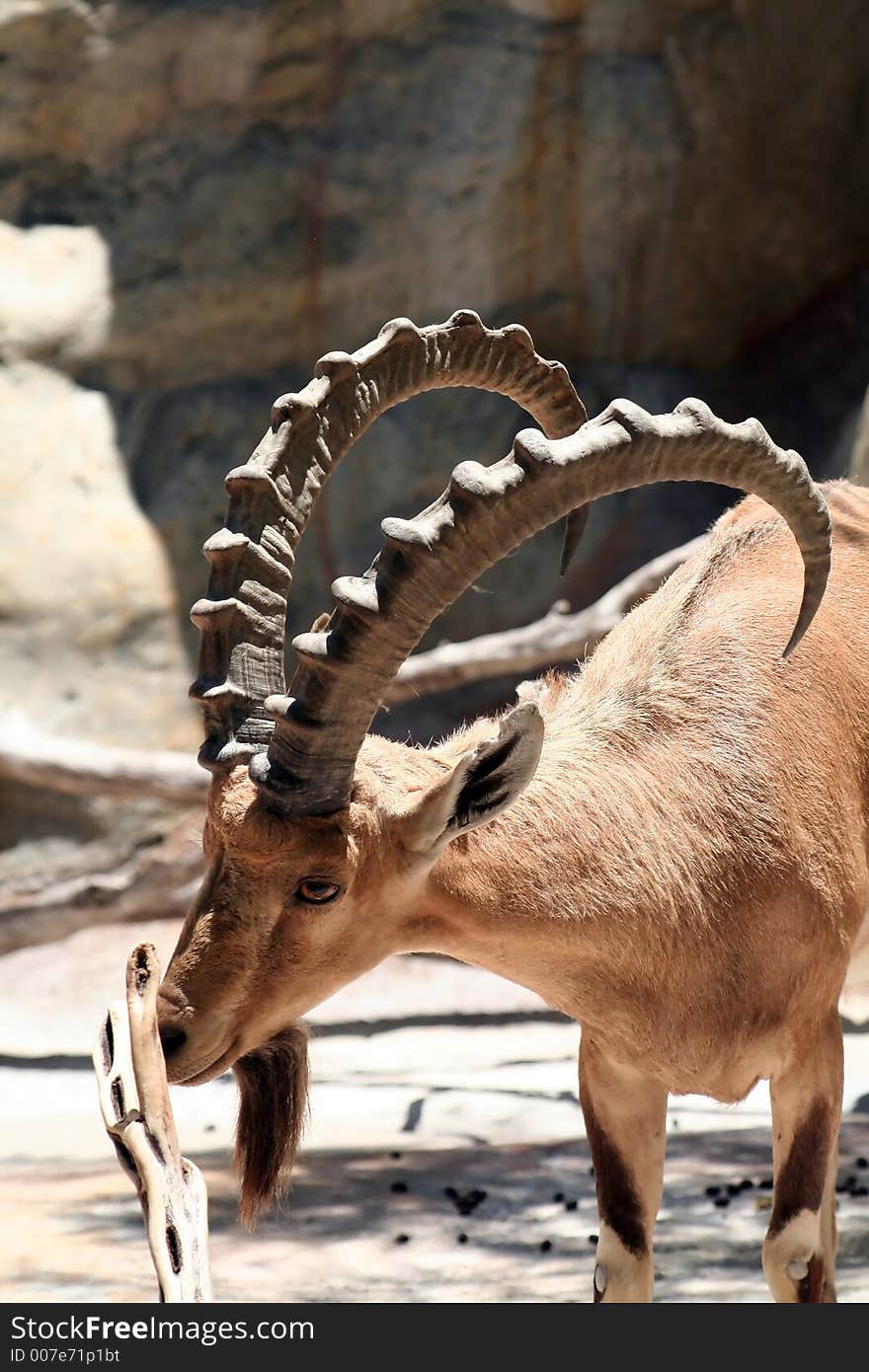 Nubian ibex scratching it's nose on a branch