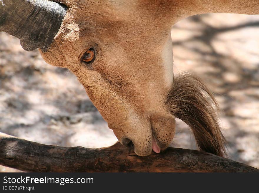 Goat nubian ibex showing tongue