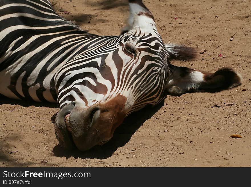 Zebra head resting on the ground