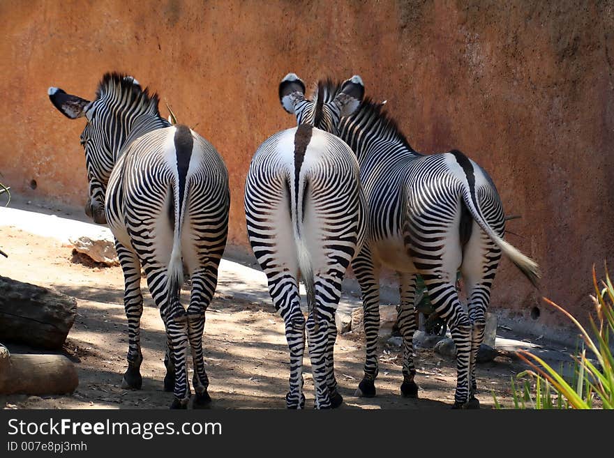 Group of three zebras from behind