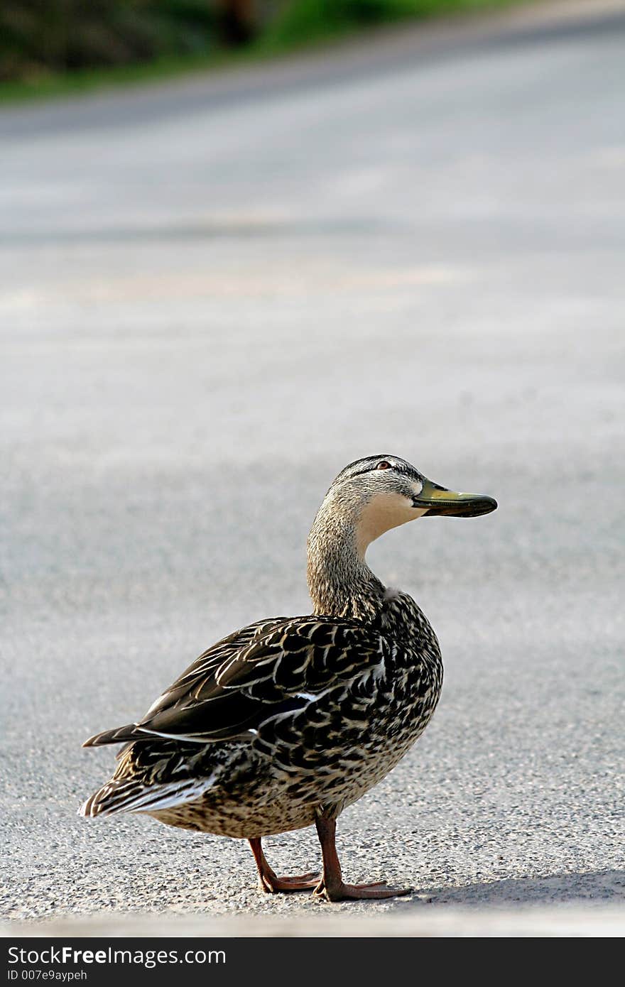 Duck in the Road