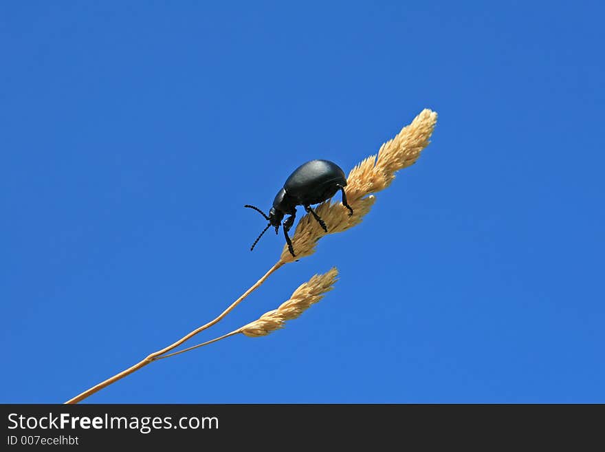 Black beetle