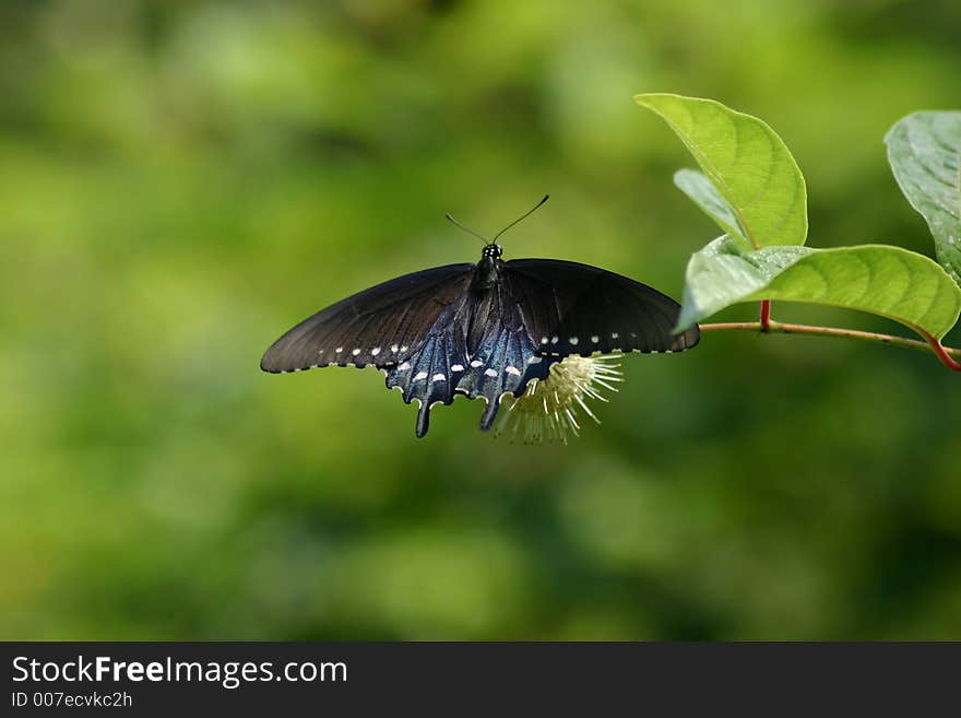 Pipevine Swallowtail