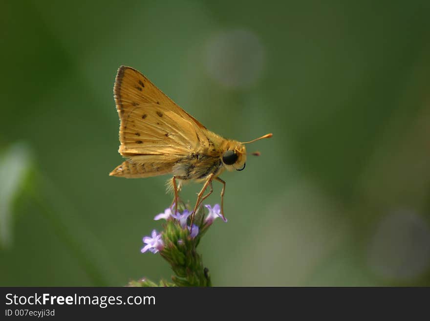 Skipper Butterfly perched on a flower