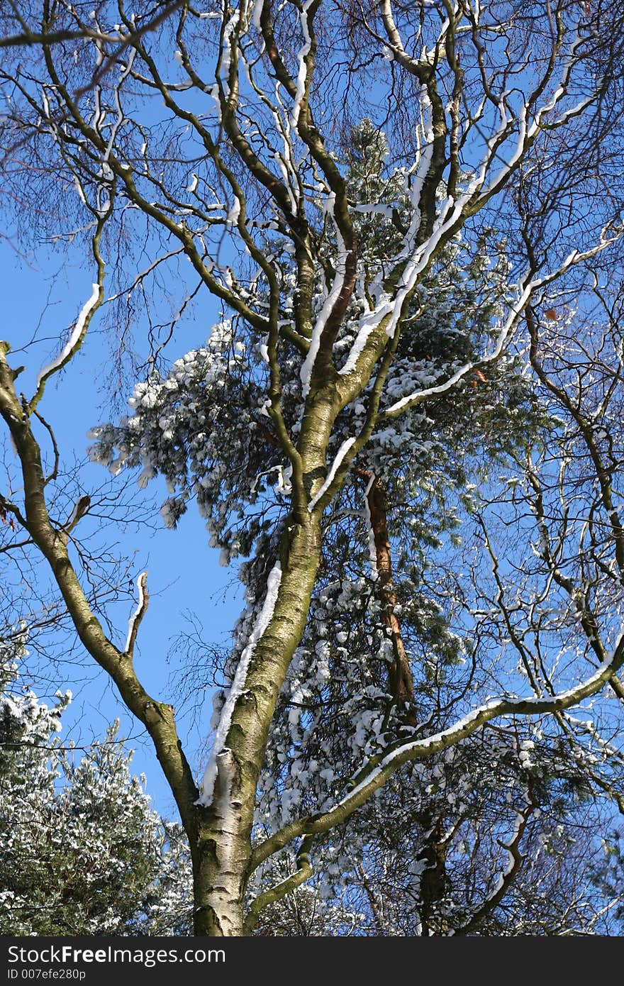 Snowy winter day, out for a walk. Snowy winter day, out for a walk