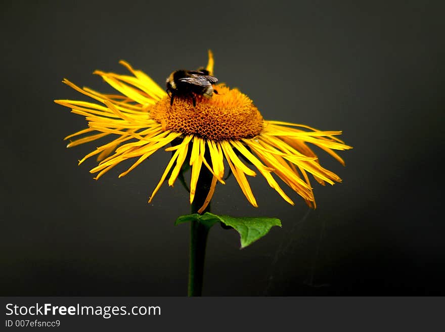 Bee On Flower