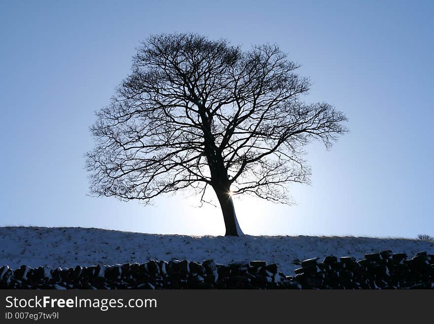 Snowy winter day, out for a walk. Snowy winter day, out for a walk