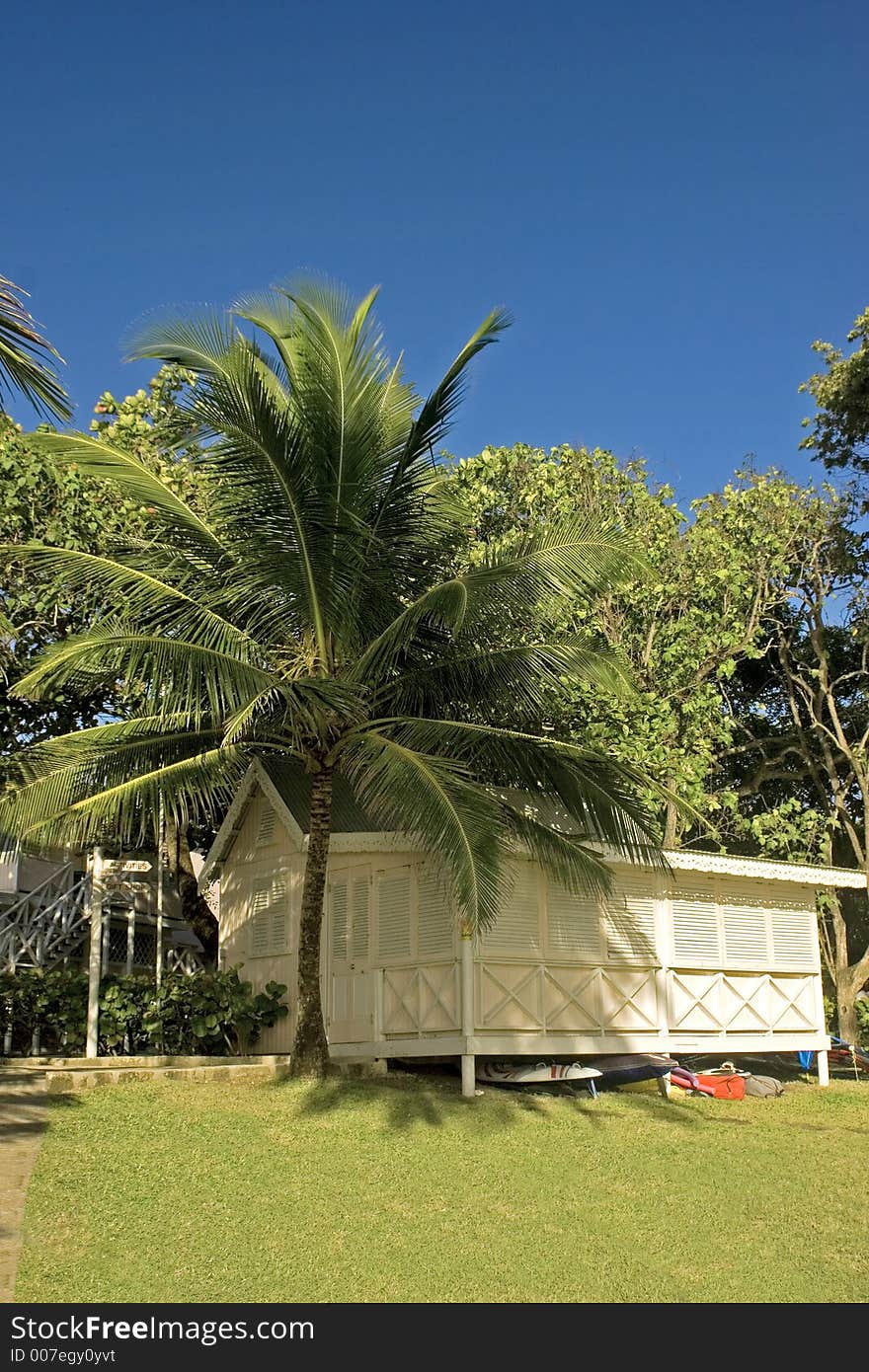 Palm tree and chattel house