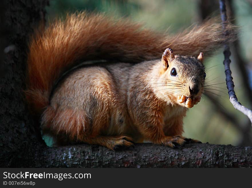 Squirrel in Pine Tree with Walnut