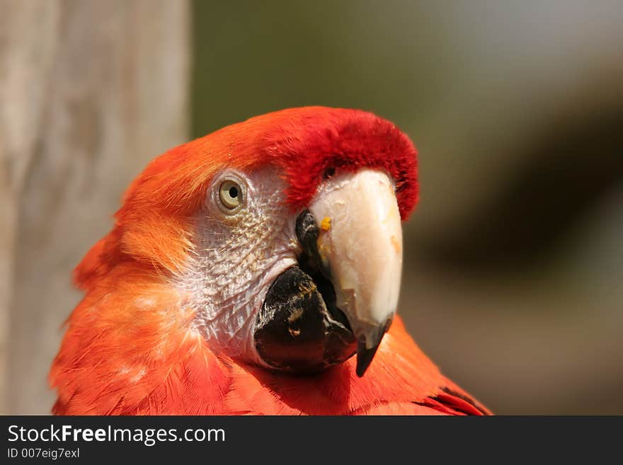 A head shot of a parrot. A head shot of a parrot