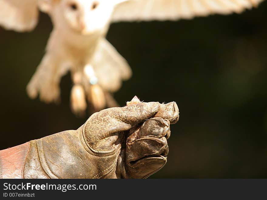 A barn owl has spotted the food. A barn owl has spotted the food