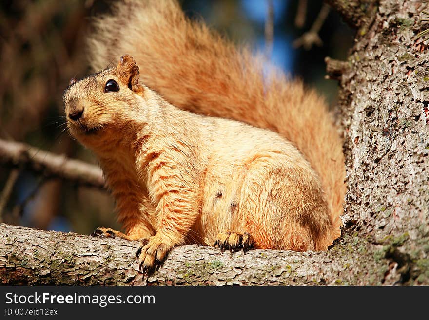 Squirrel Resting in Pine Tree. Squirrel Resting in Pine Tree