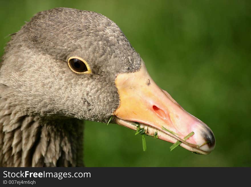 Duck eating gras and posing to the camera. Duck eating gras and posing to the camera