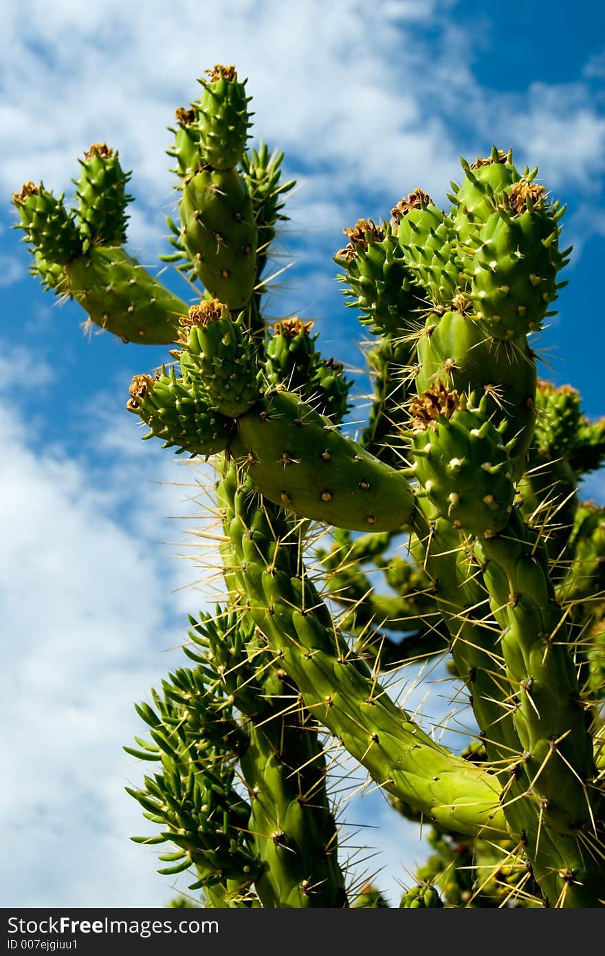 Close up of a beautiful cactus plant