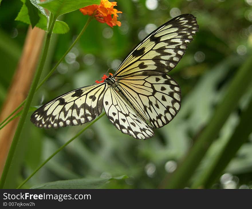 Butterfly Collecting Nectar on Flower