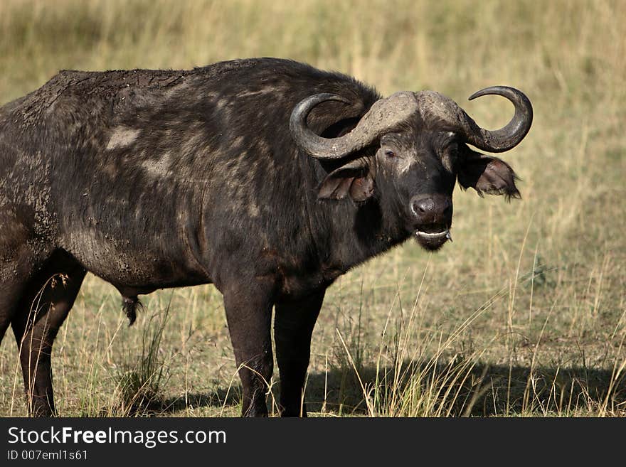 Close-up of a Cape Race African Buffalo