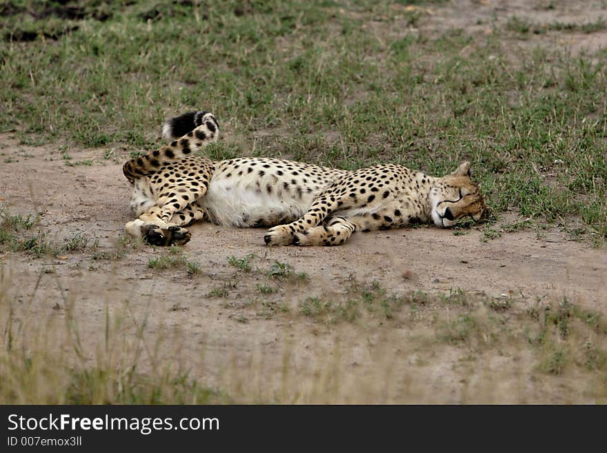 Cheetah lying down and resting. Cheetah lying down and resting