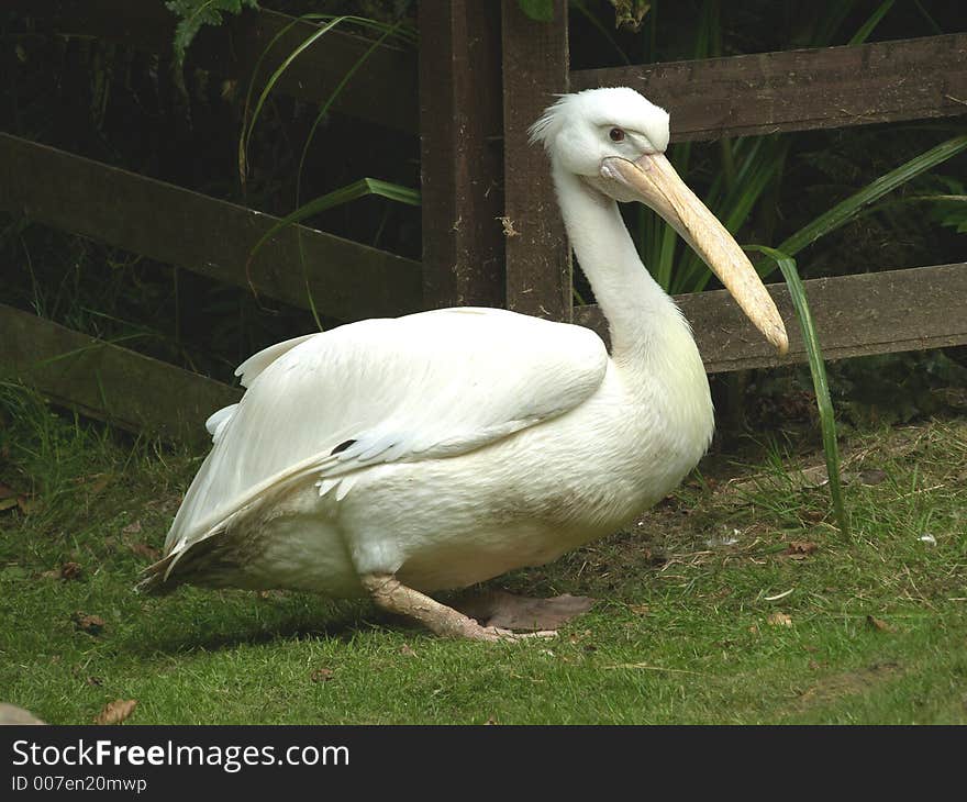 Large Pelican