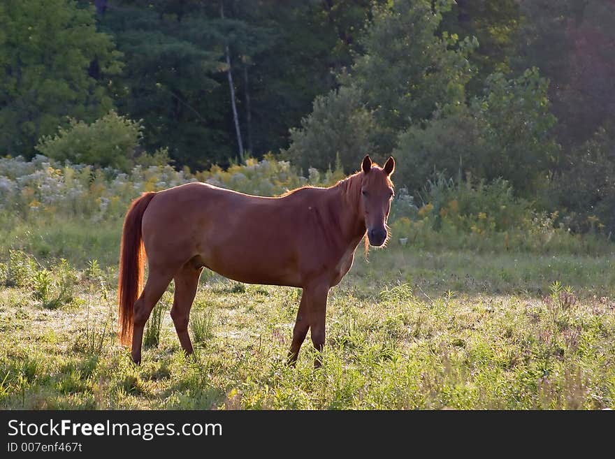 Silhouette of Horse Standing in Pasture. Silhouette of Horse Standing in Pasture