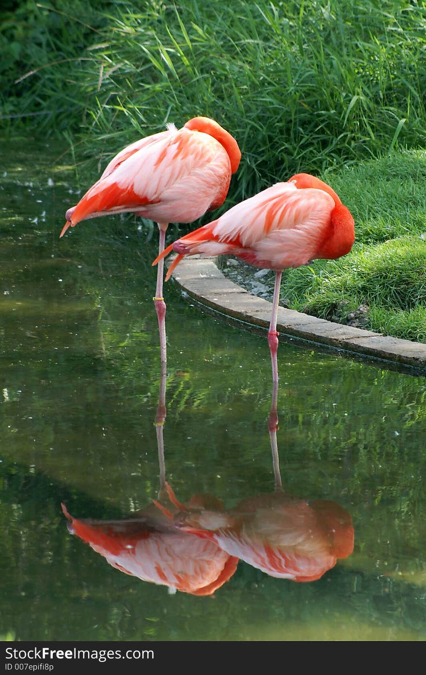 Two flamingoes sleeping in Toronto Zoo. Two flamingoes sleeping in Toronto Zoo