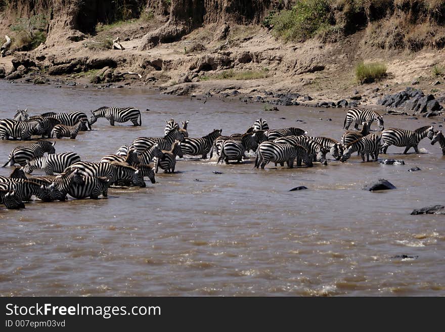 Crossing the Mara River