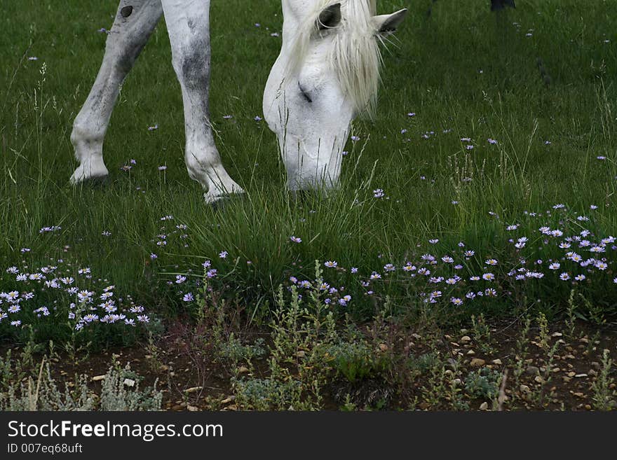 Horse grazing