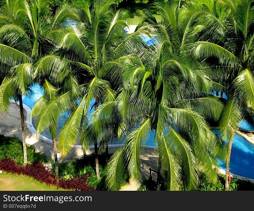 Tropical palm and swimming pool