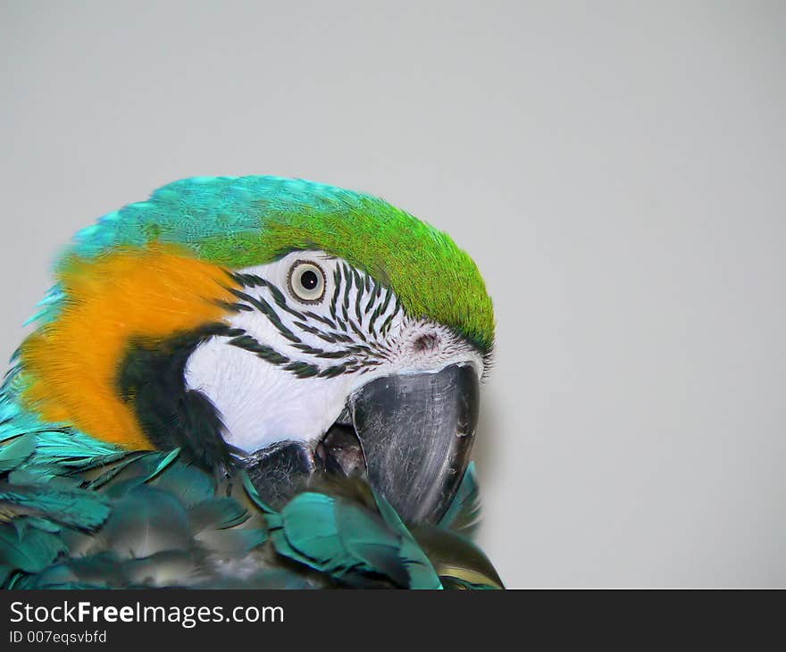 Macaw grooming