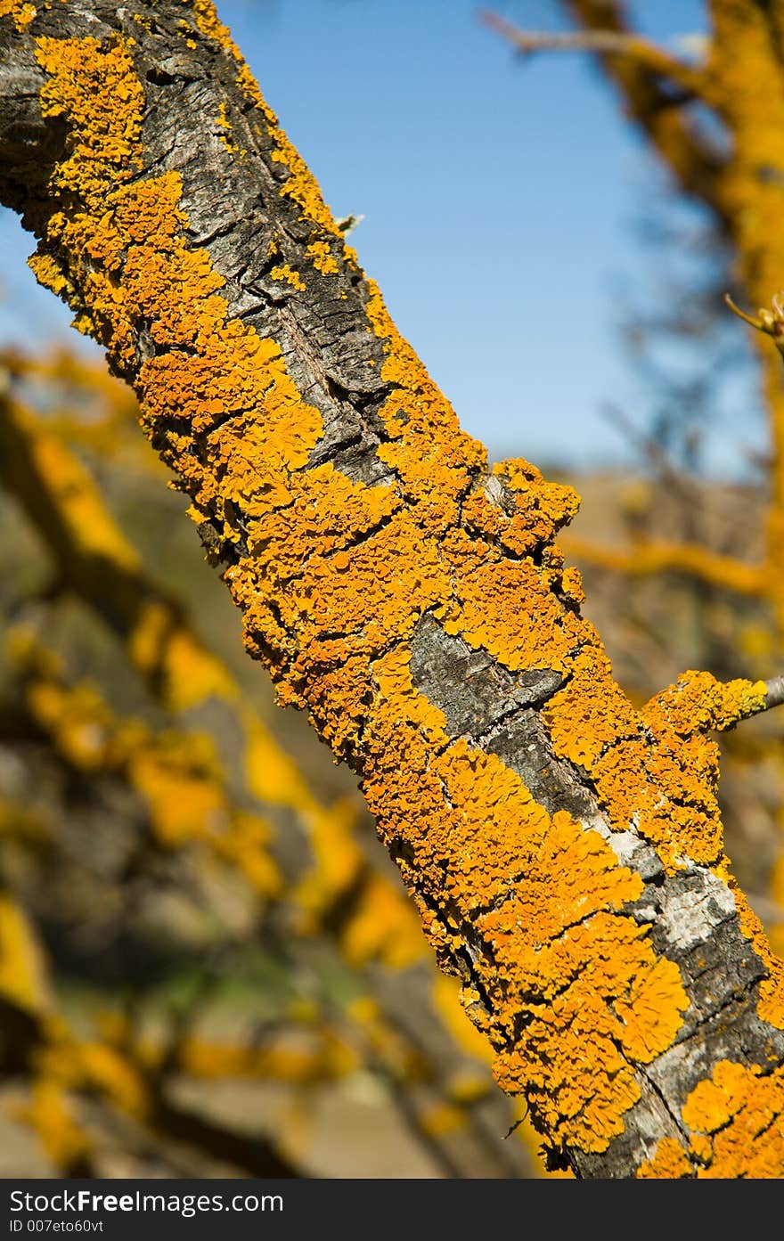 Lichen