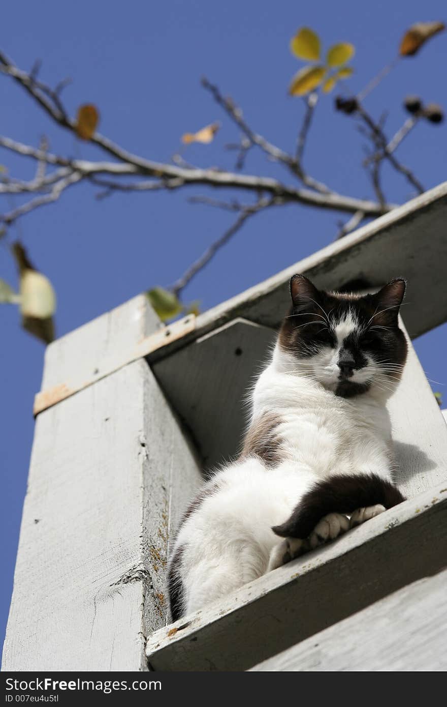 White cat with brown markings on deck with blue sky background. White cat with brown markings on deck with blue sky background.