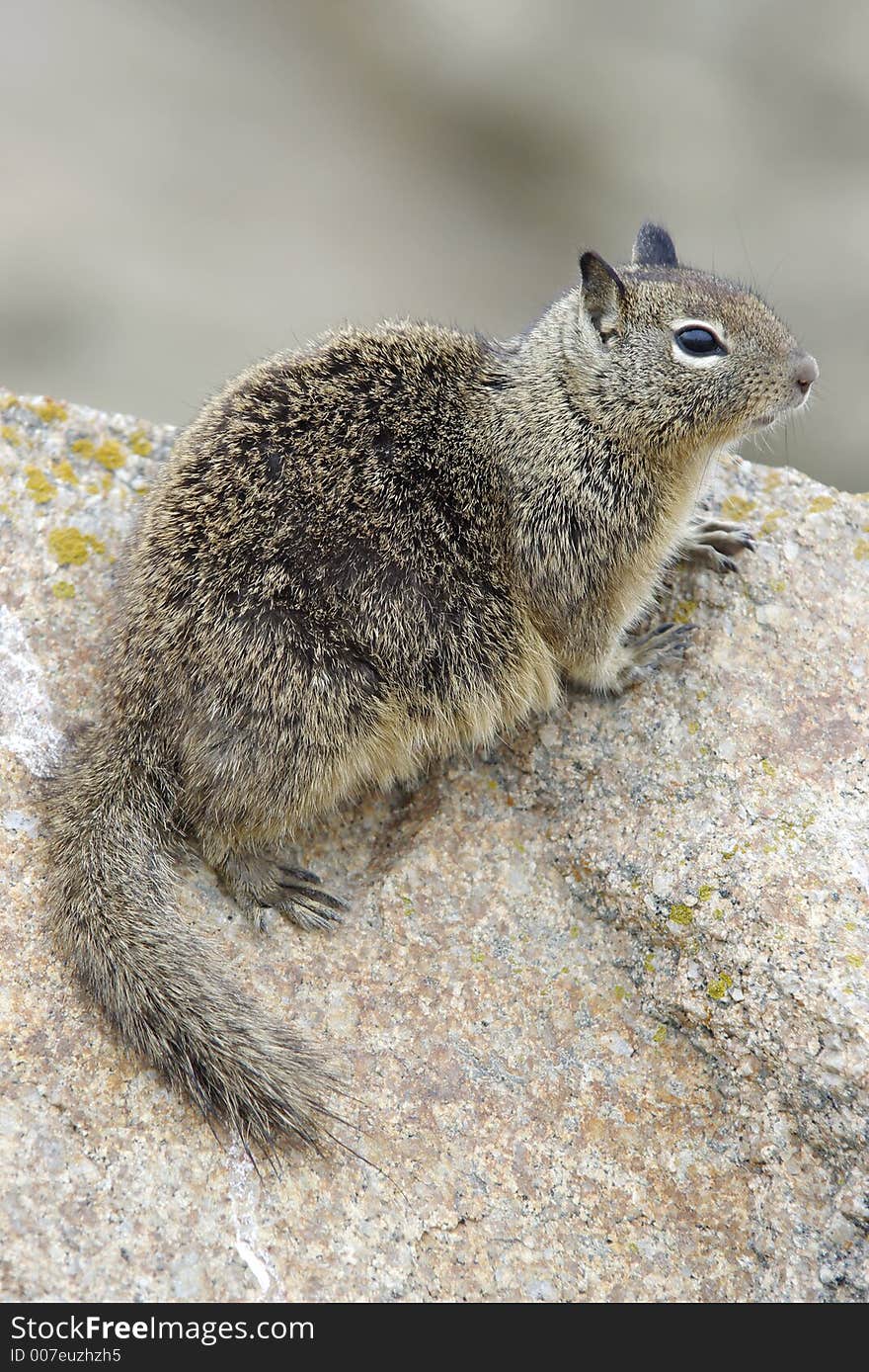 California Ground Squirrel