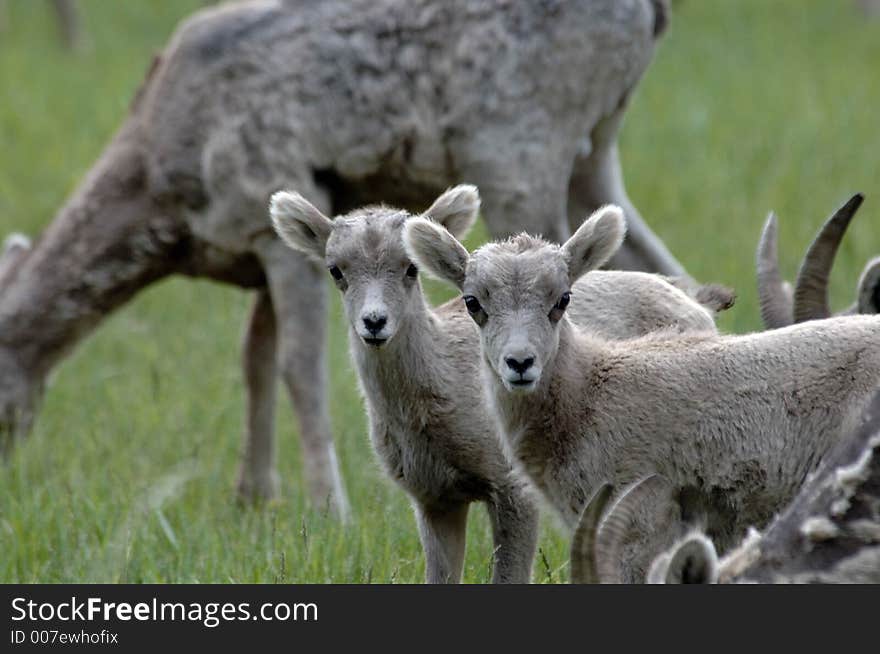 Mountain sheep lambs