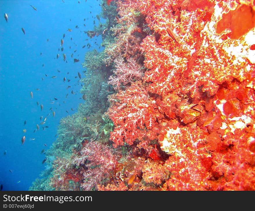 Red & blue scene in a tropical reef. Red & blue scene in a tropical reef