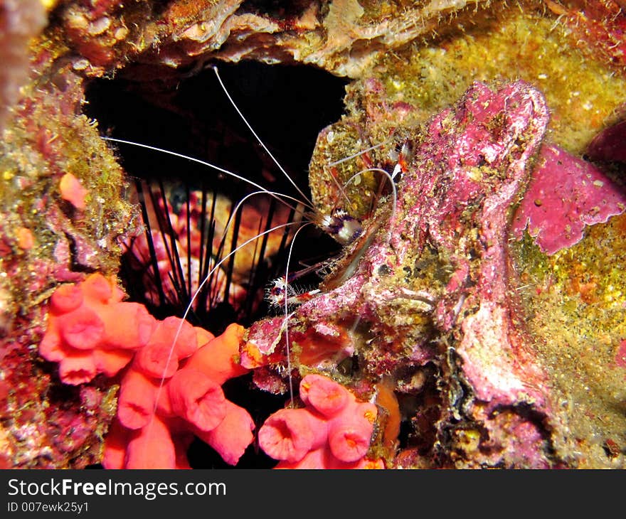 Banded Cleaner Shrimp