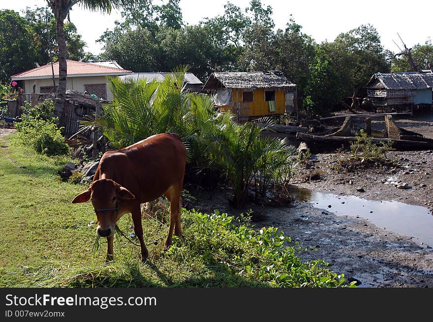 A cow eating grass in the Philippians. A cow eating grass in the Philippians